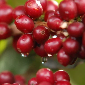 Coffee cherries on the tree