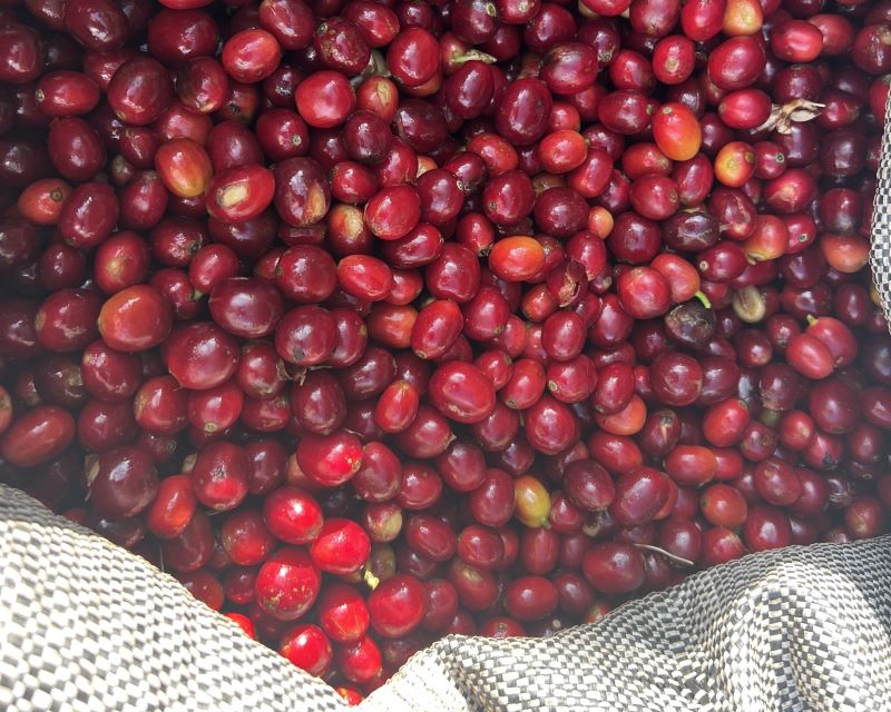 Cérises de café récoltées à Cusco ; à l'origine d'un excellent café de spécialité