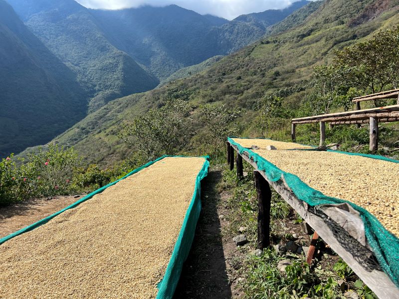 Cusco - lits de séchage des grains de café
